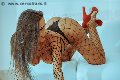 Foto Alessandra Fogaca Annunci Trans Benevento 3447995574 - 28