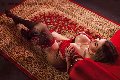 Foto Isabella Santos Annunci Trans Catania 3381521054 - 43